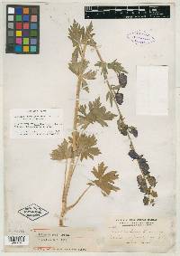 Aconitum bakeri image