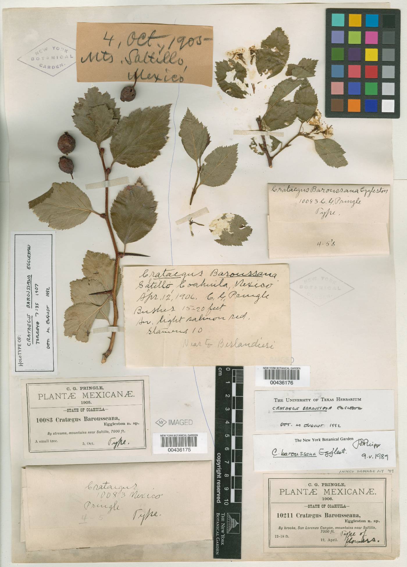 Crataegus baroussana image