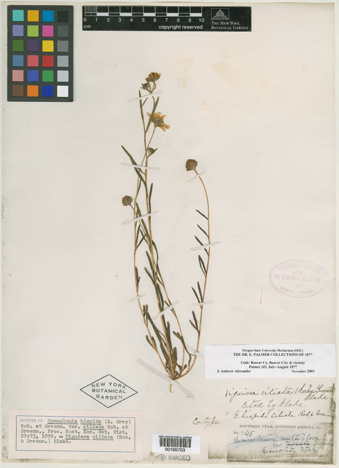 Heliomeris hispidus image