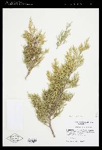 Juniperus virginiana var. virginiana image