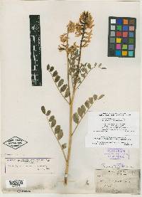 Astragalus procerus image