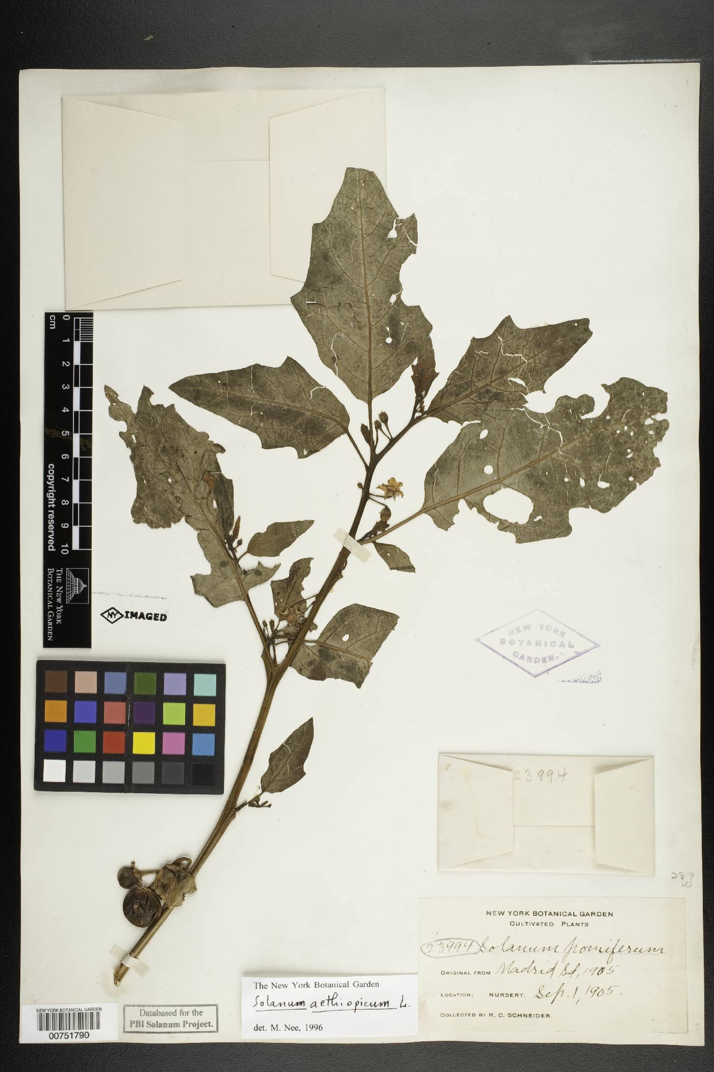 Solanum aethiopicum image
