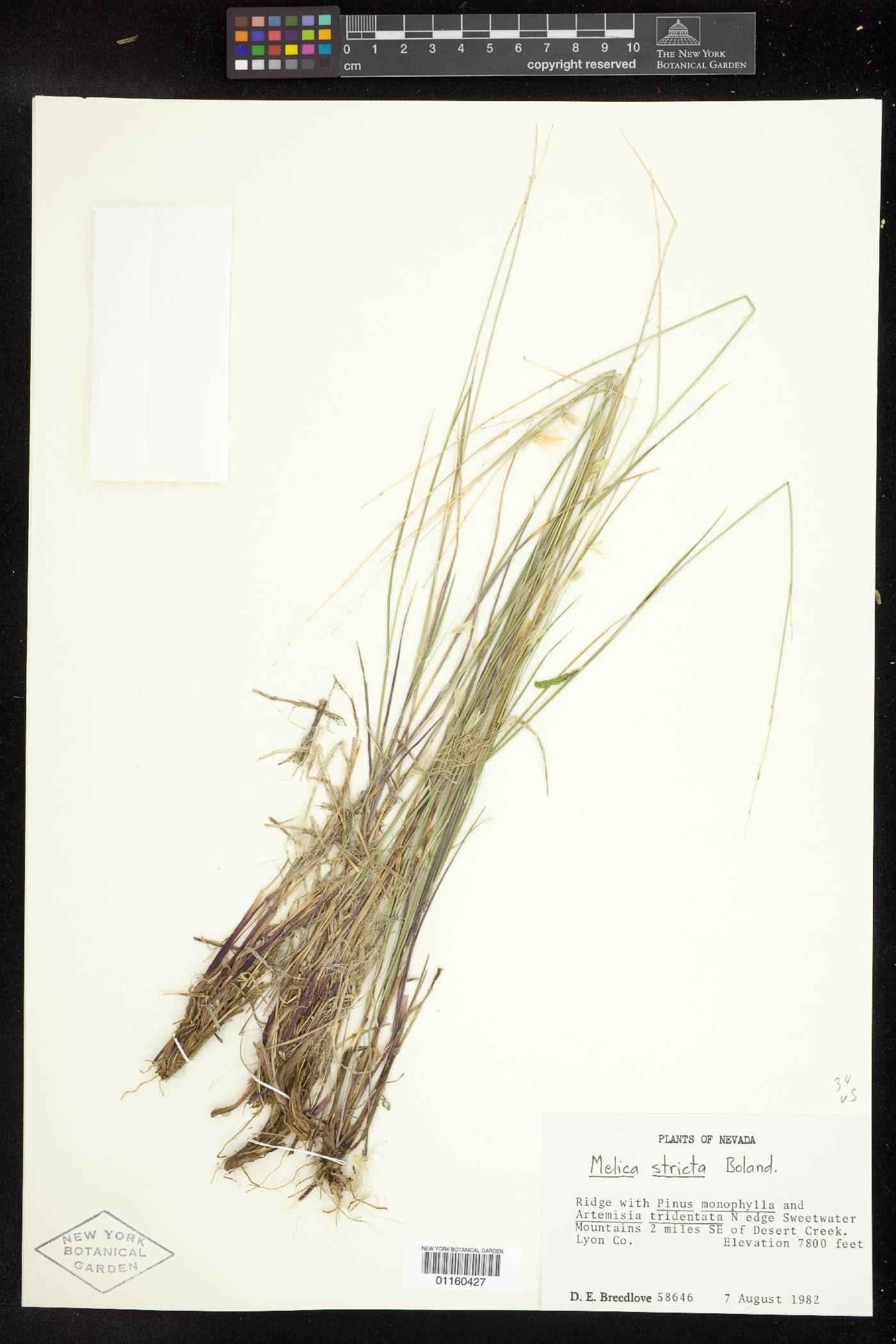 Melica stricta image