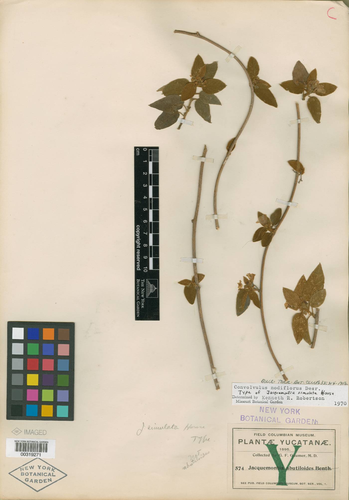 Jacquemontia nodiflora image