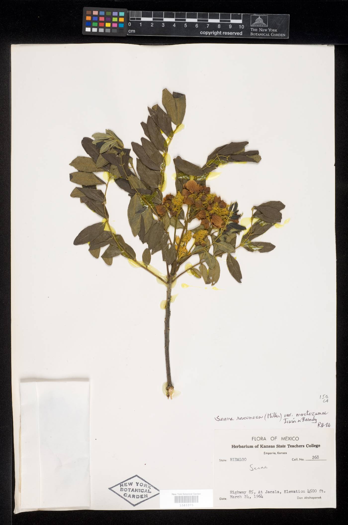 Senna racemosa var. moctezumae image