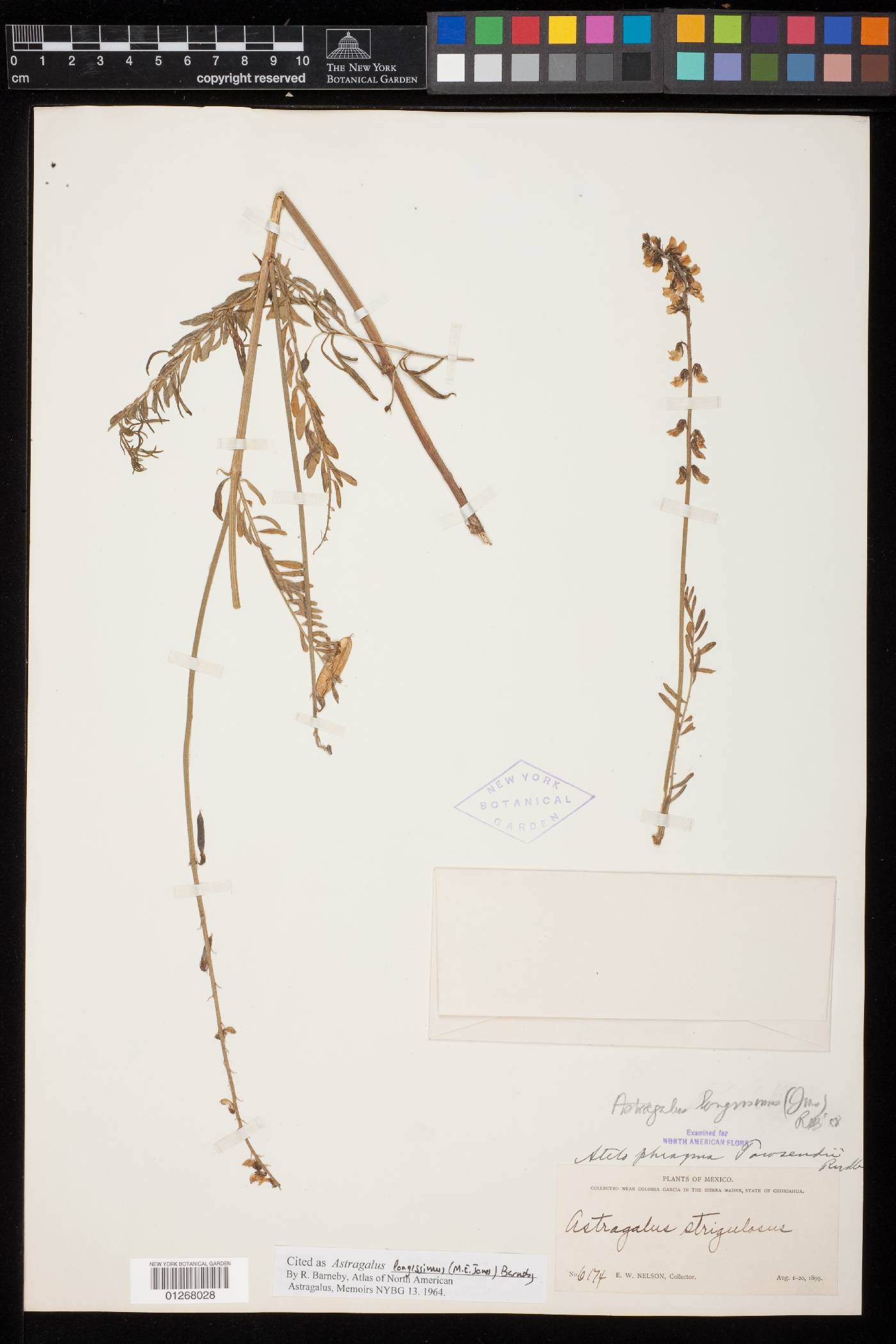 Astragalus longissimus image