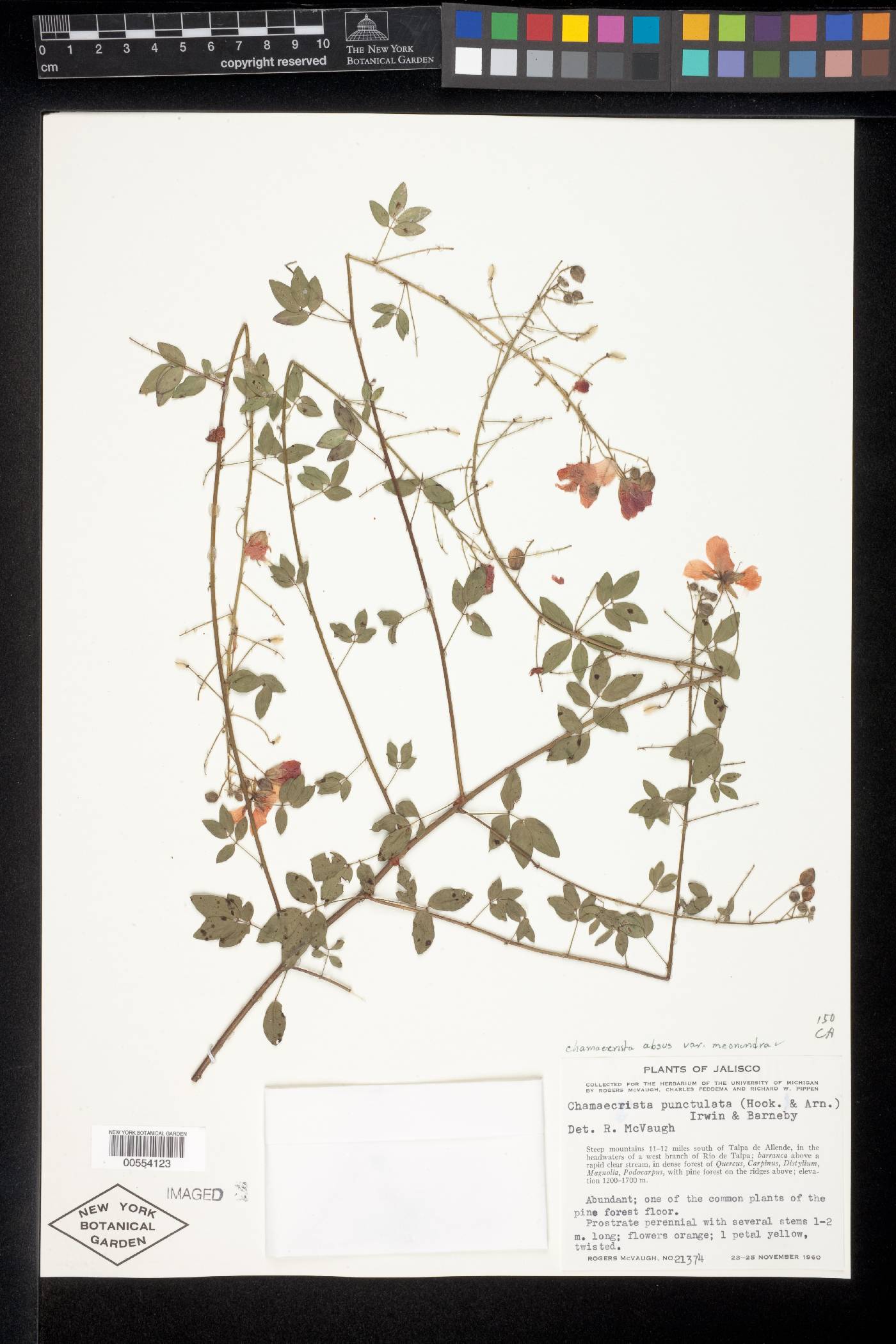 Chamaecrista punctulata image