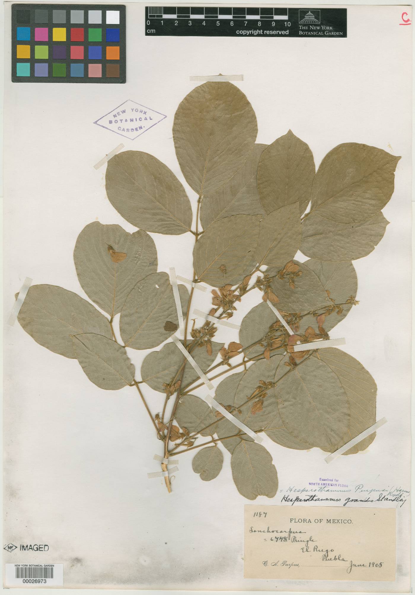 Hesperothamnus purpusii image