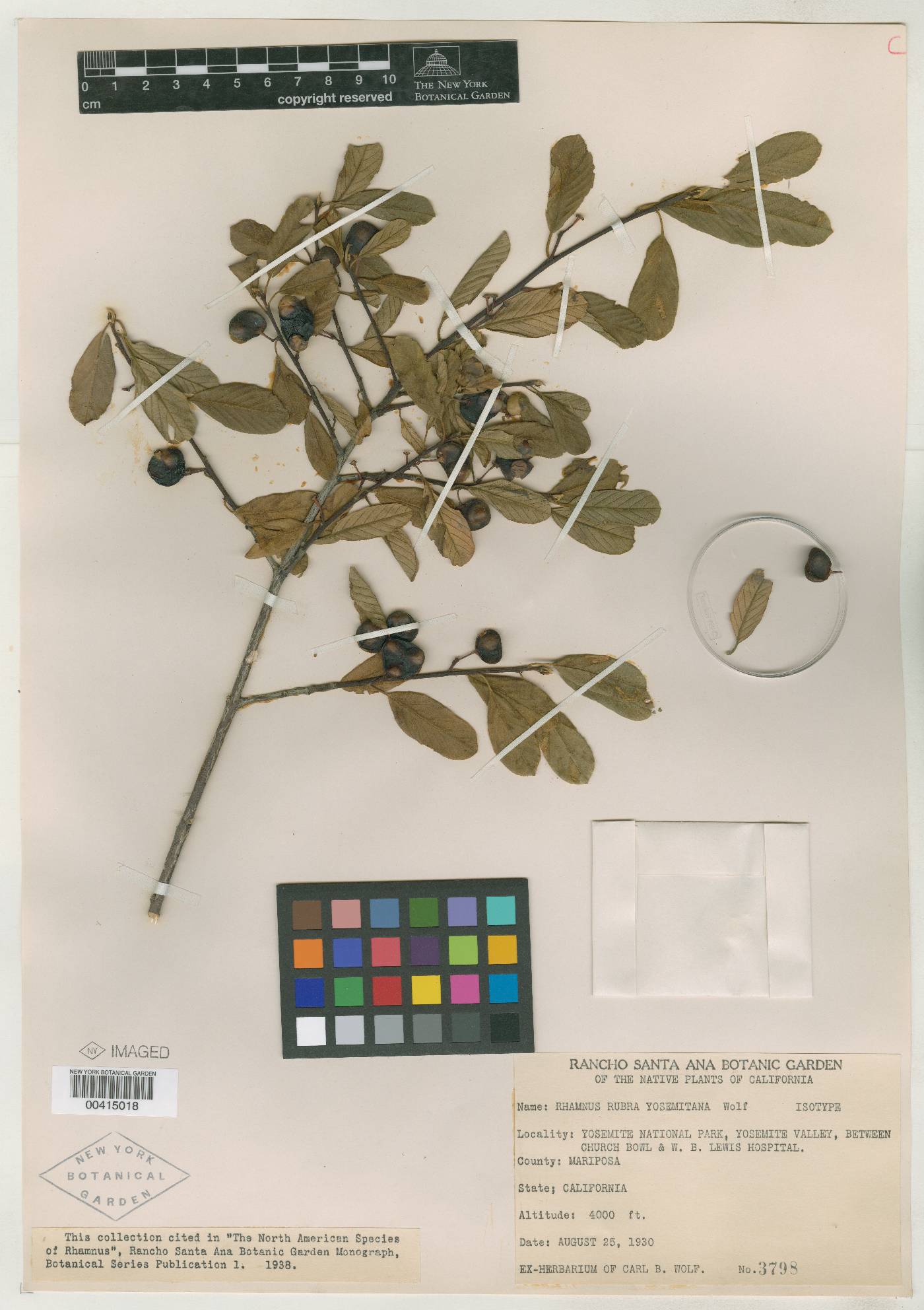 Frangula rubra subsp. yosemitana image