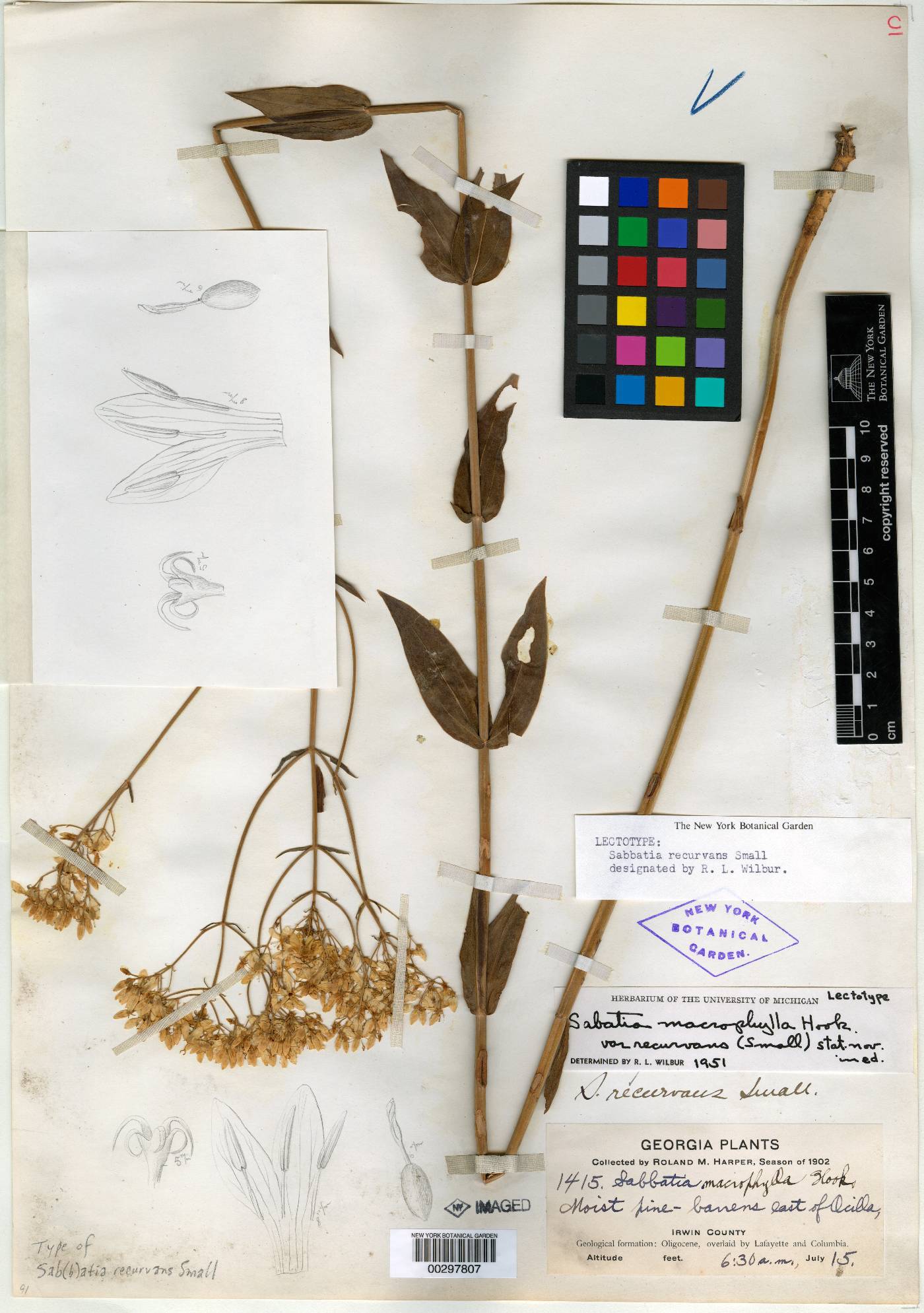 Sabatia recurvans image