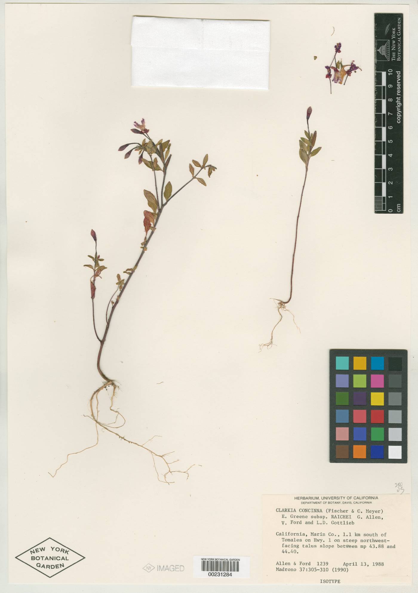 Clarkia concinna subsp. raichei image