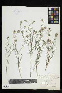 Cryptantha pterocarya var. pterocarya image