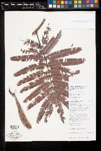Calliandra palmeri image