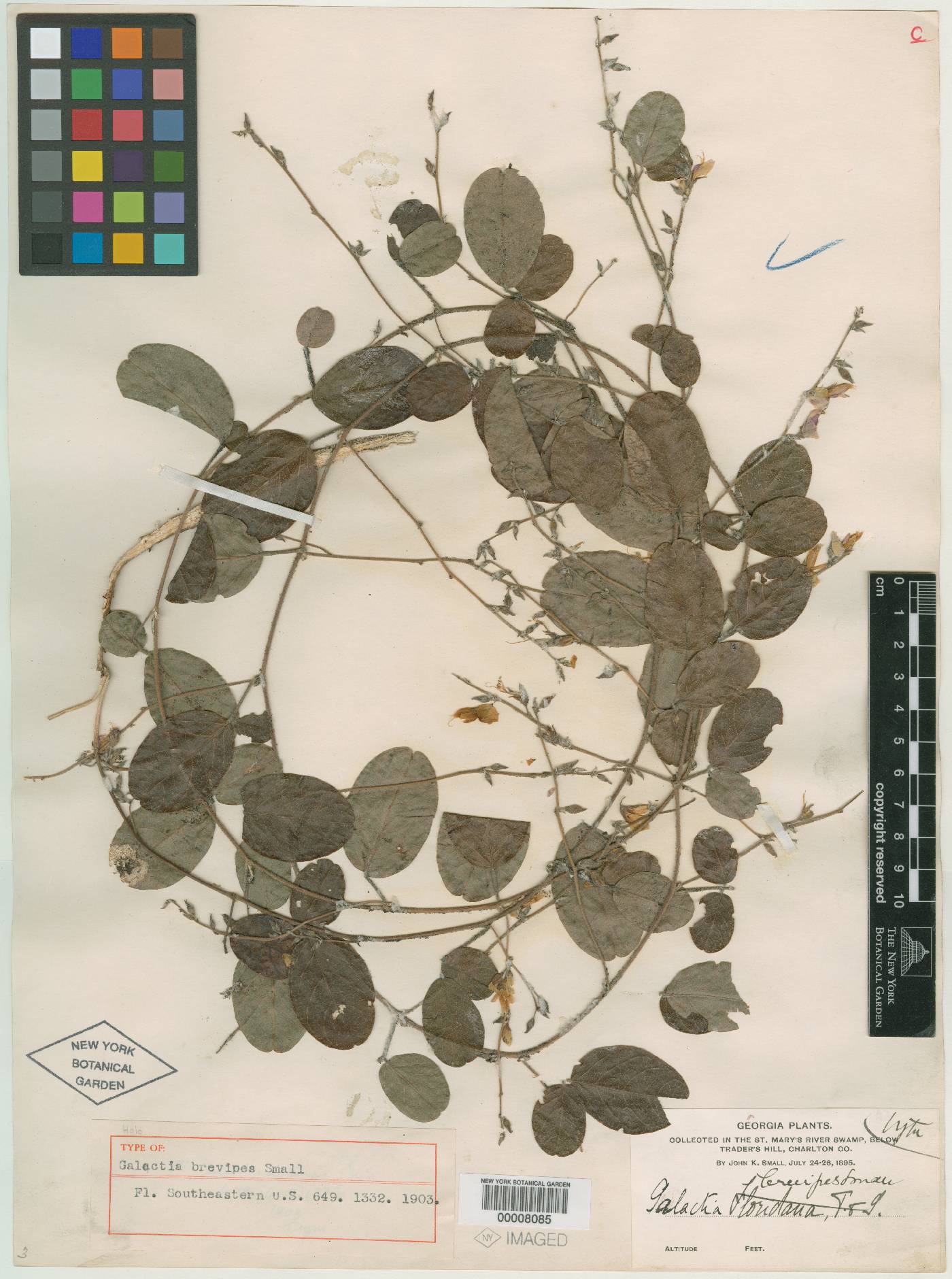 Galactia brevipes image