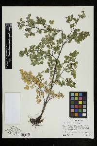 Thalictrum fendleri image