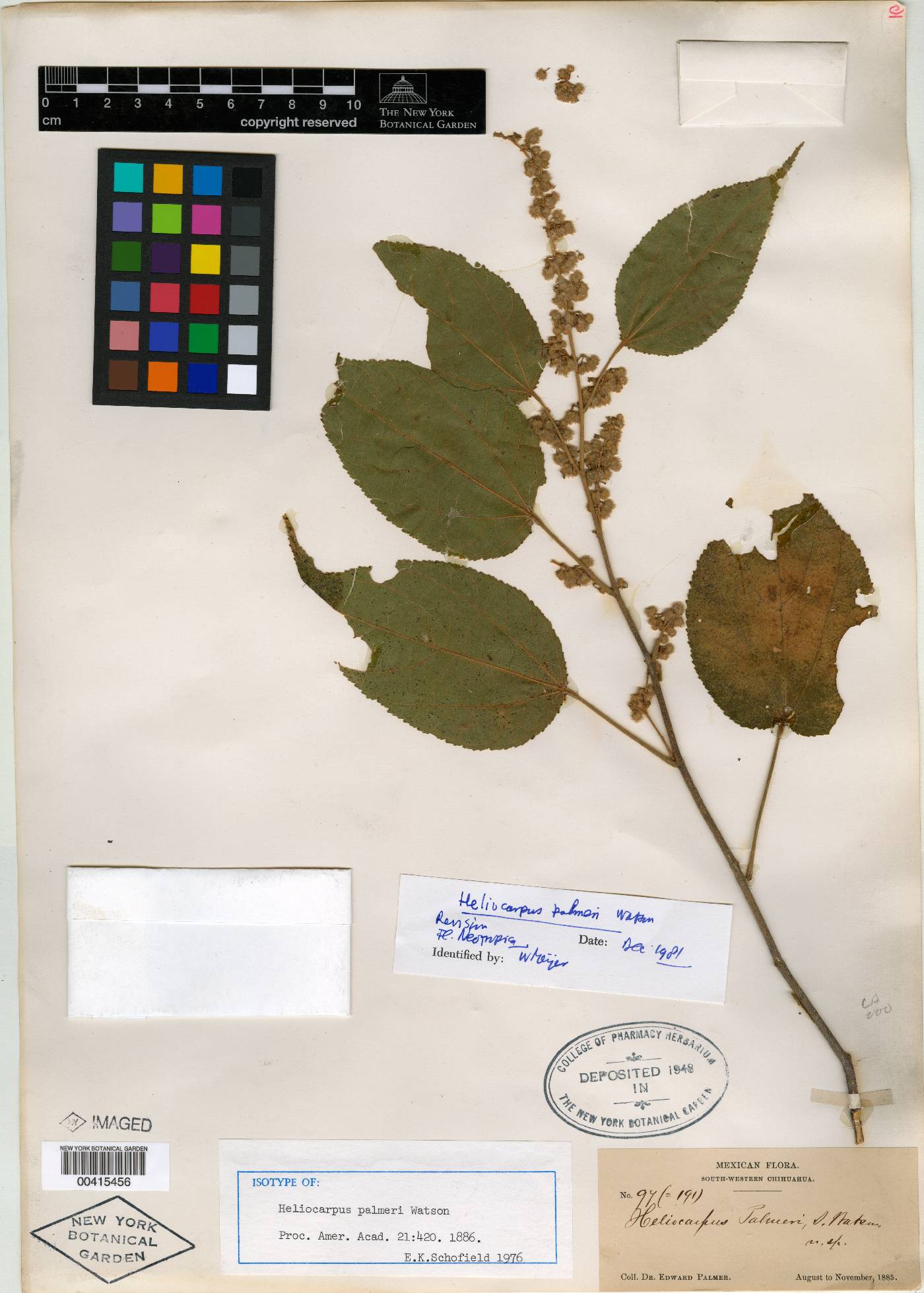 Heliocarpus palmeri image