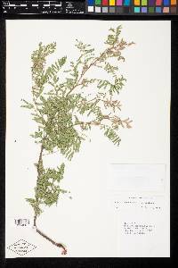 Mimosa rhododactyla var. rhododactyla image