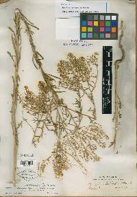 Lepidium eastwoodiae image