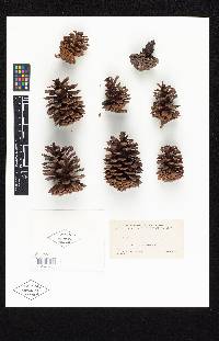 Pinus densa image