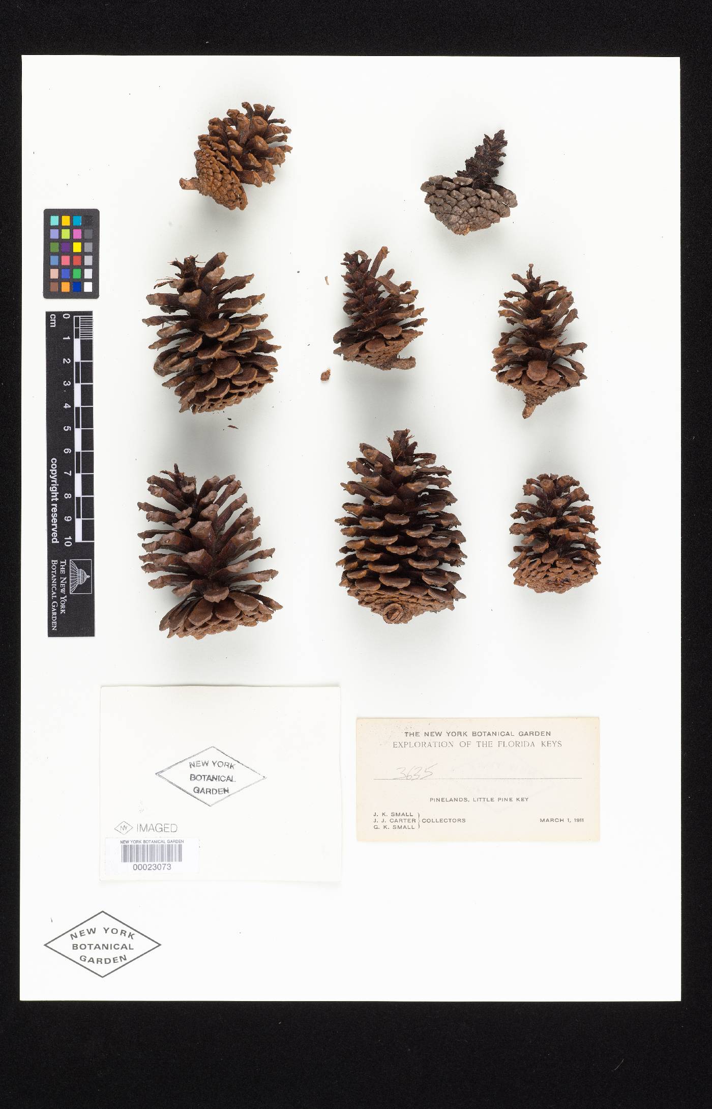Pinus densa image