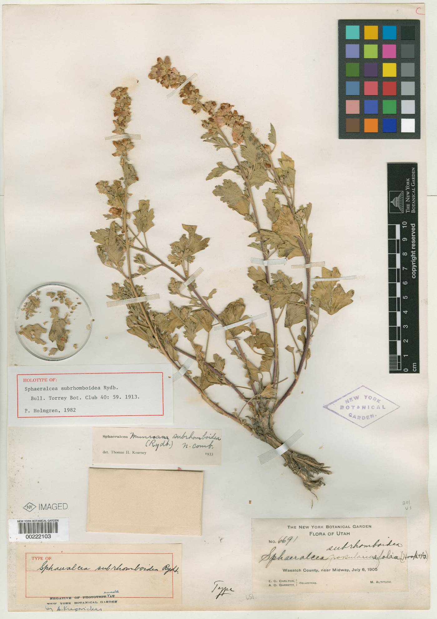 Sphaeralcea subrhomboidea image