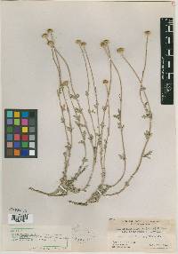 Eriophyllum lanatum var. aphanactis image