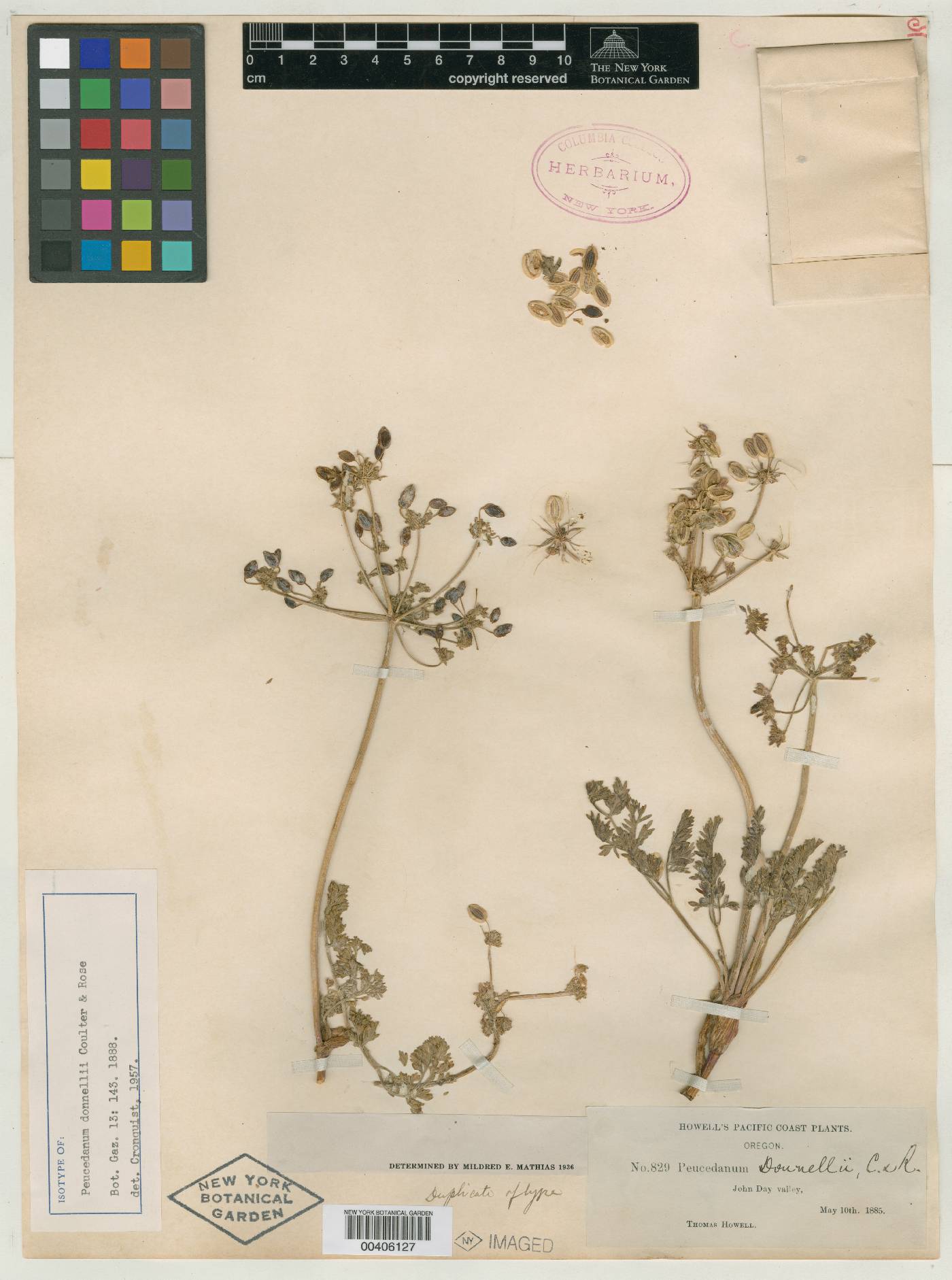 Cogswellia donnellii image