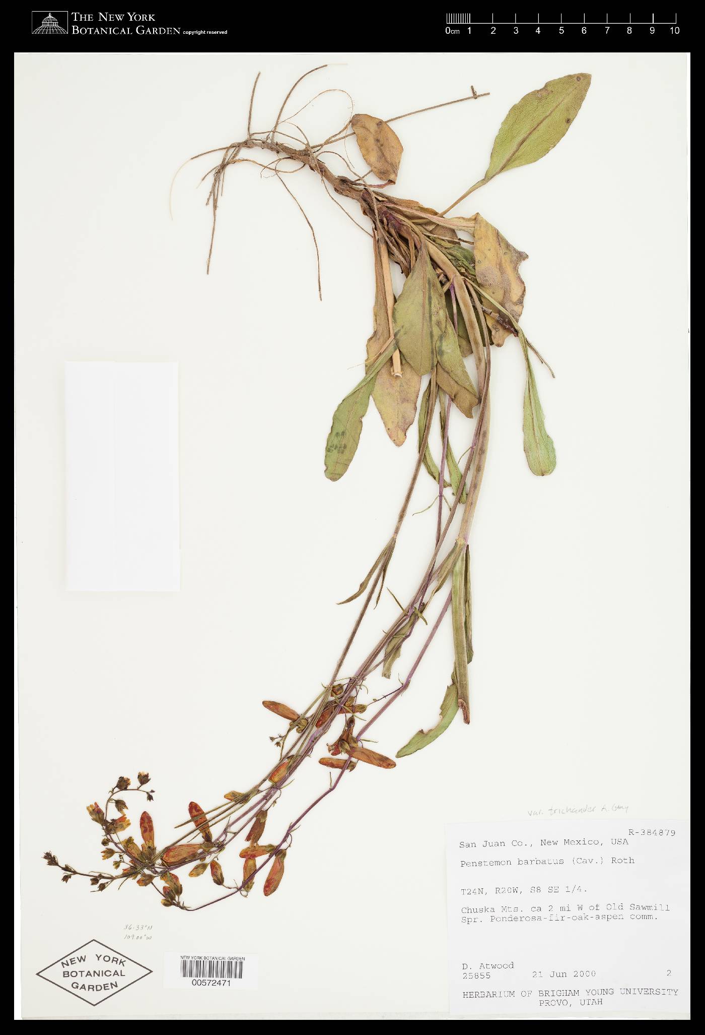 Penstemon barbatus var. trichander image