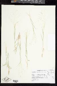 Muhlenbergia asperifolia image