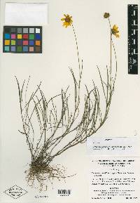 Coreopsis grandiflora var. inclinata image