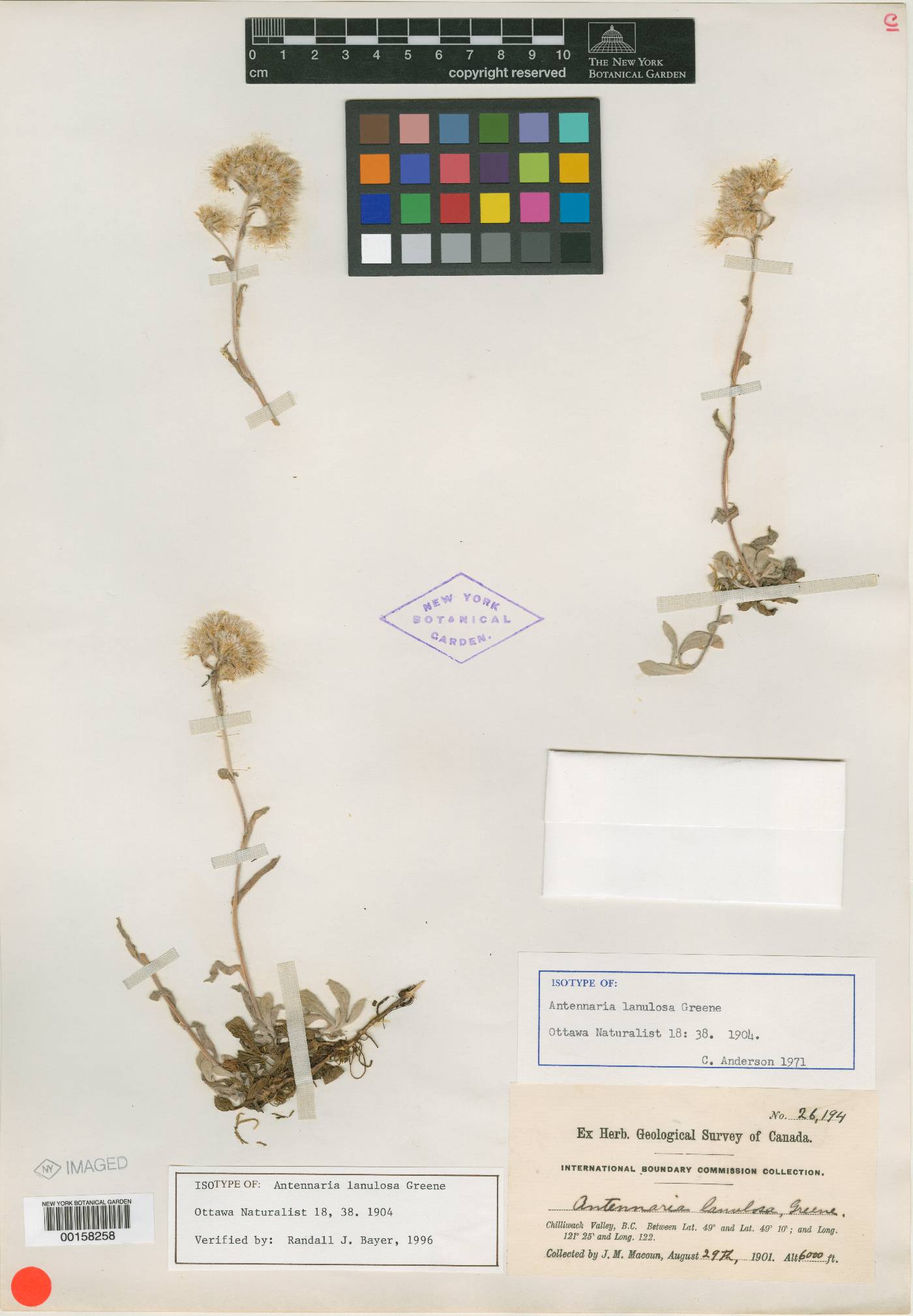 Antennaria lanulosa image