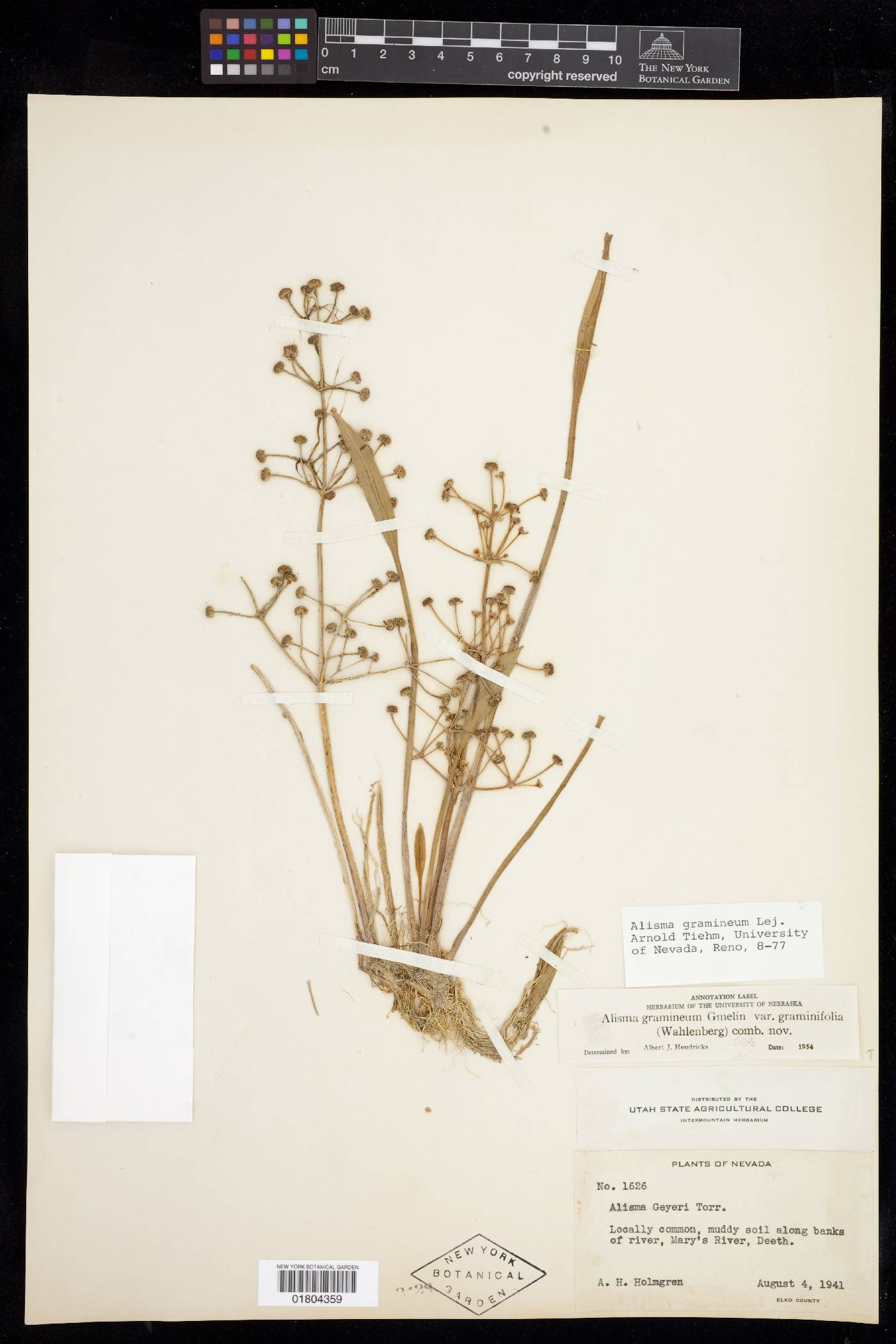Alisma gramineum var. graminifolia image