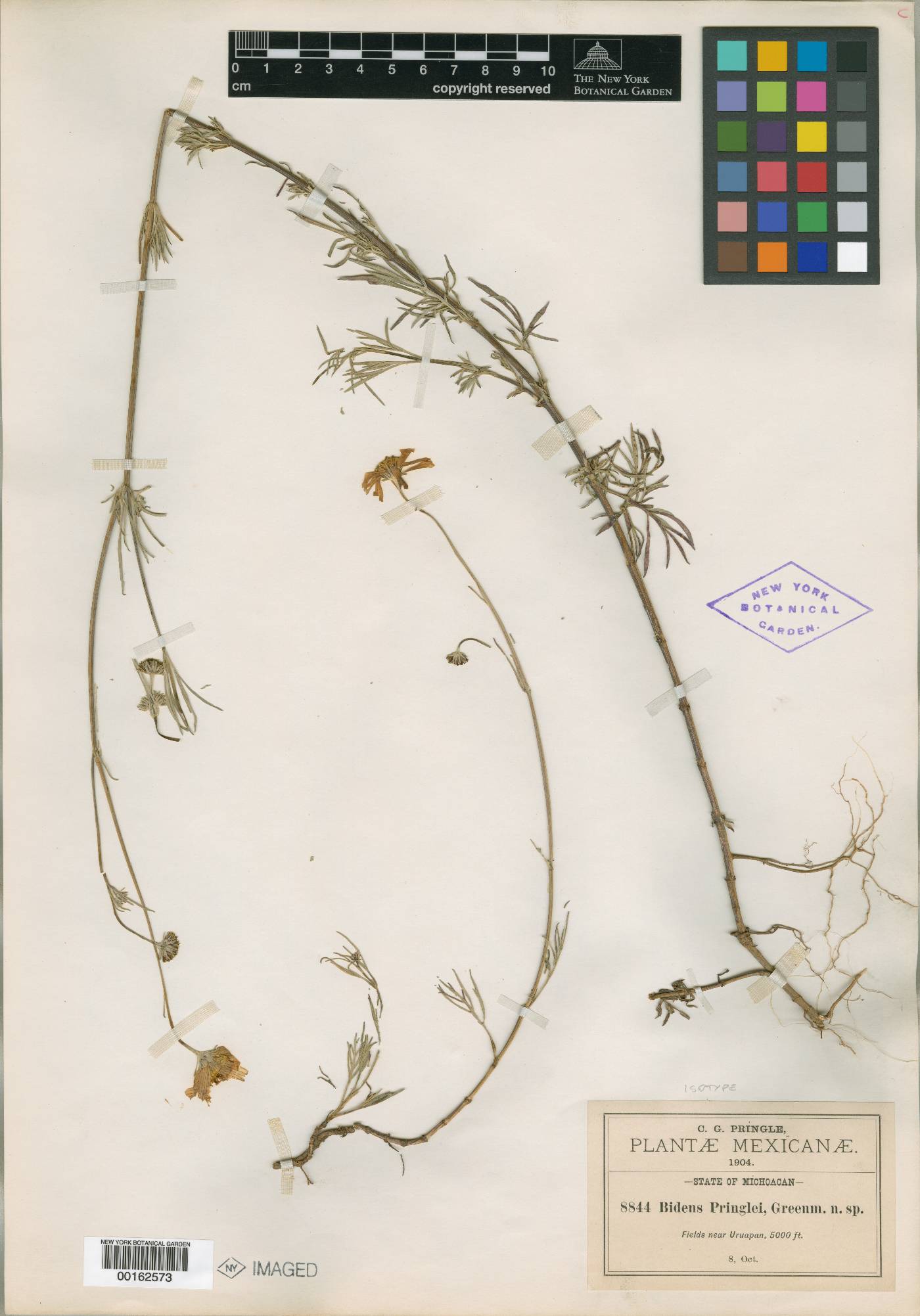 Bidens pringlei image