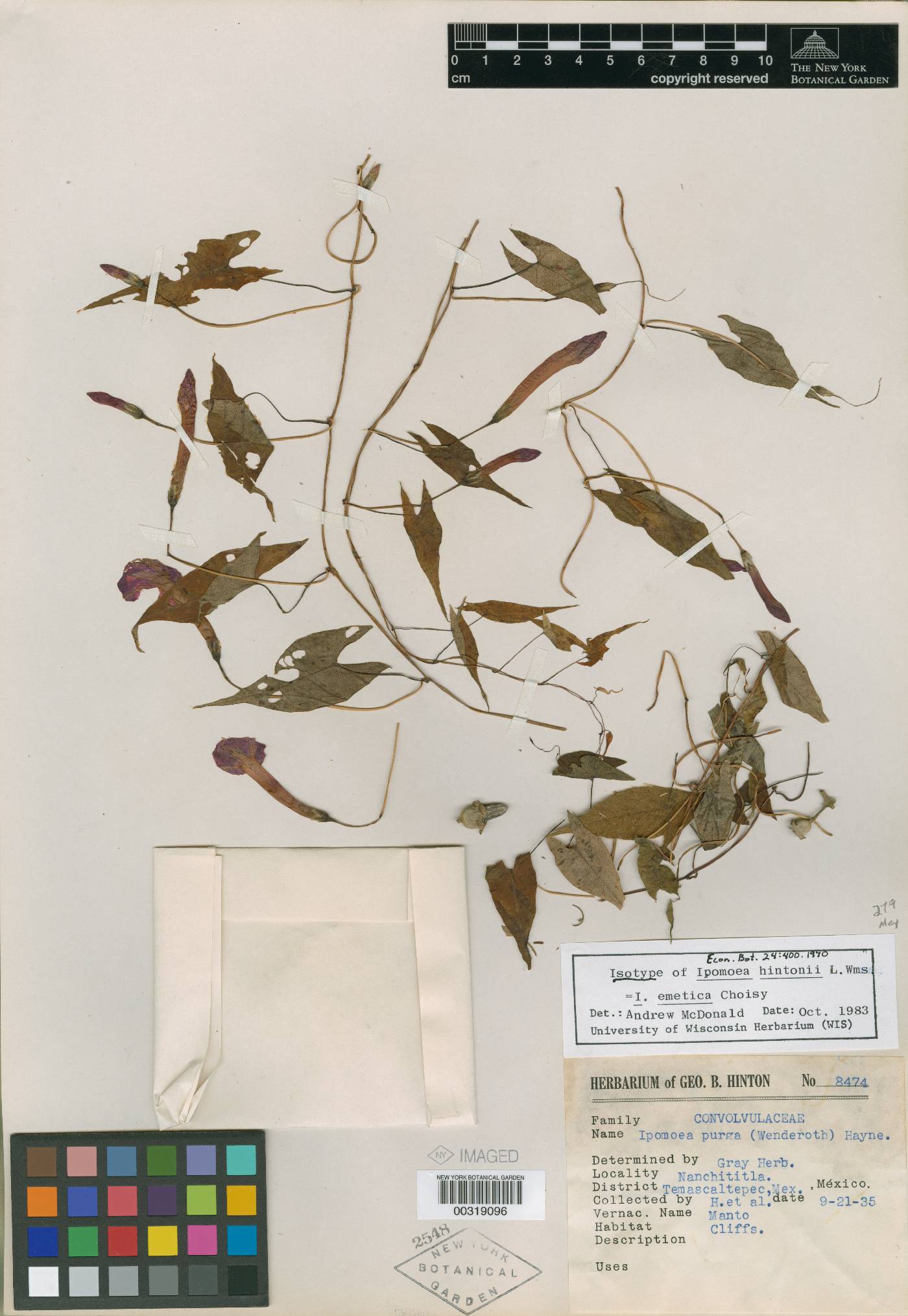 Ipomoea caudata image