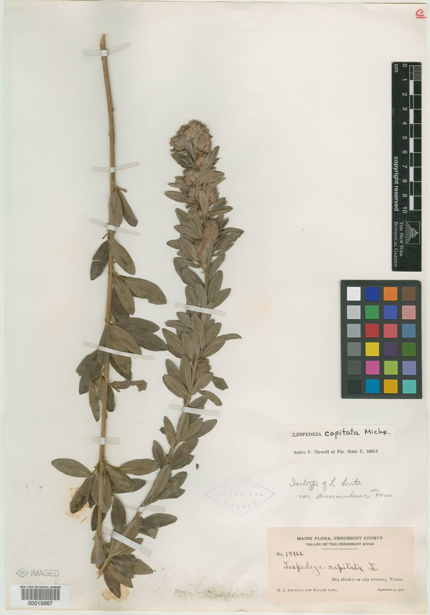Lespedeza hirta var. dissimulans image