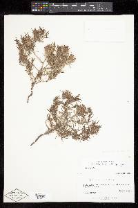 Cordylanthus kingii var. densiflorus image