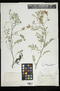 Astragalus cerussatus image