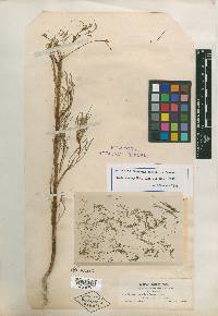 Wootonia parviflora image
