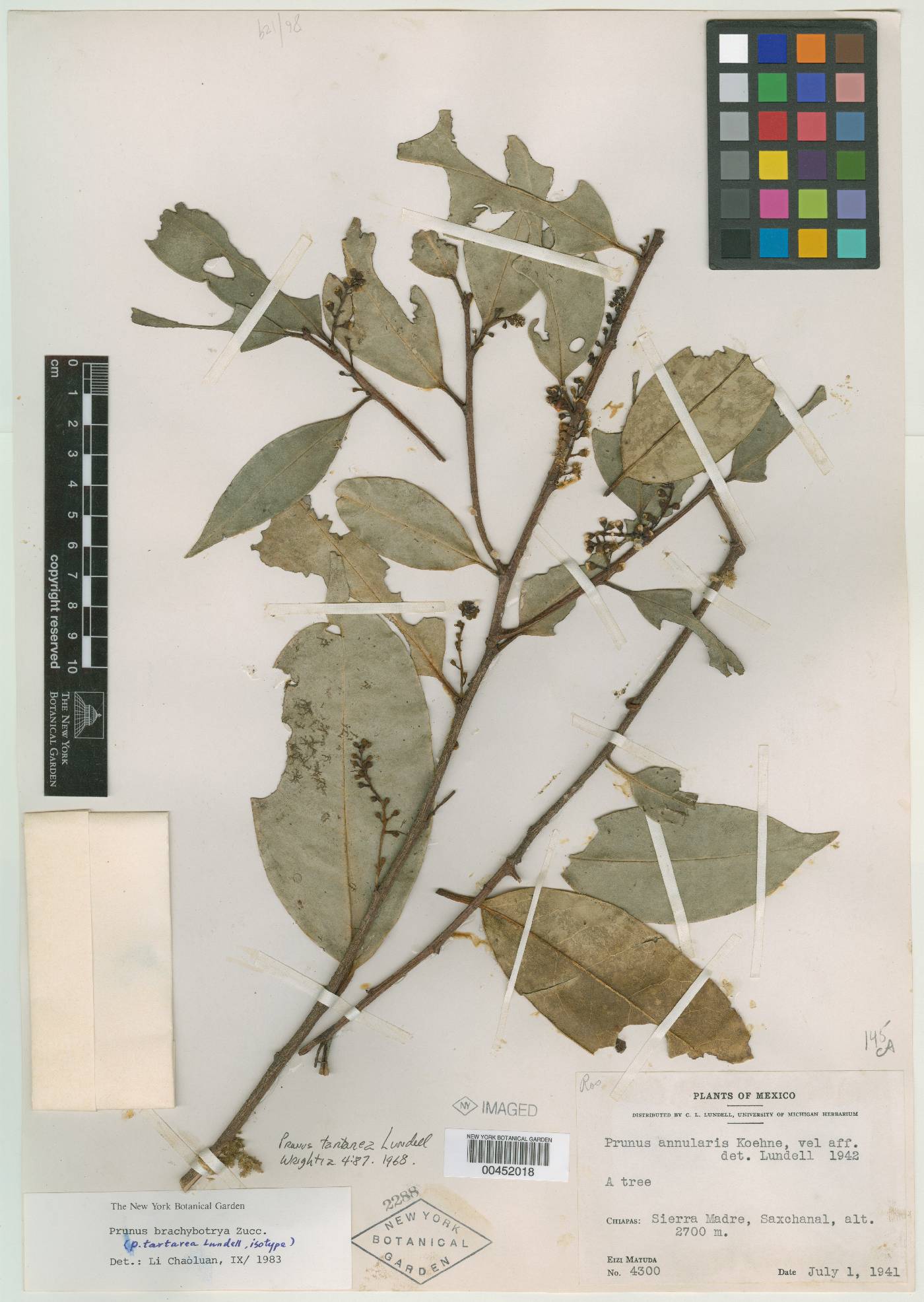 Prunus tartarea image