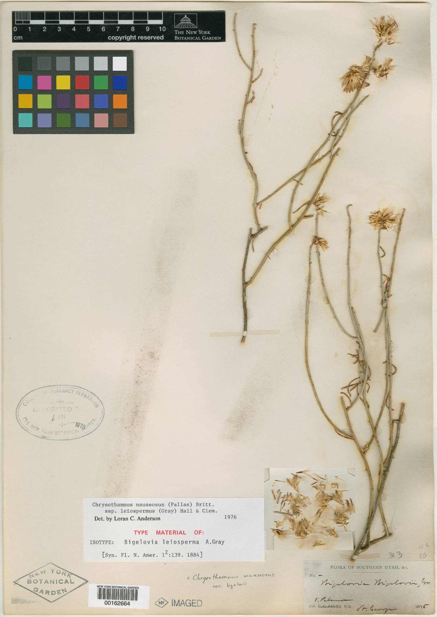 Bigelowia leiosperma image