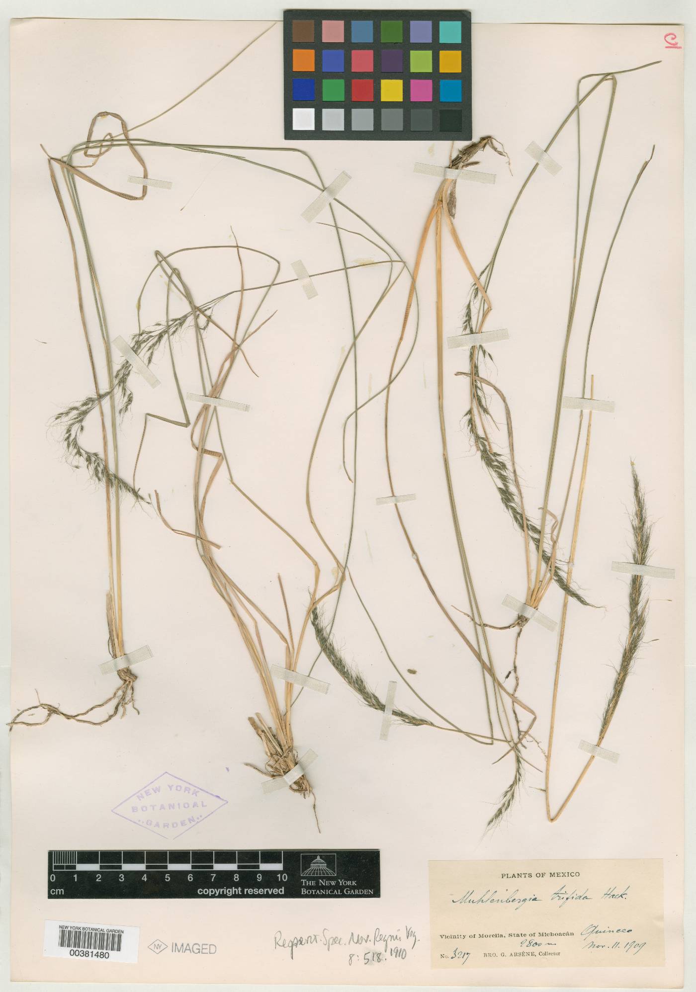 Muhlenbergia trifida image