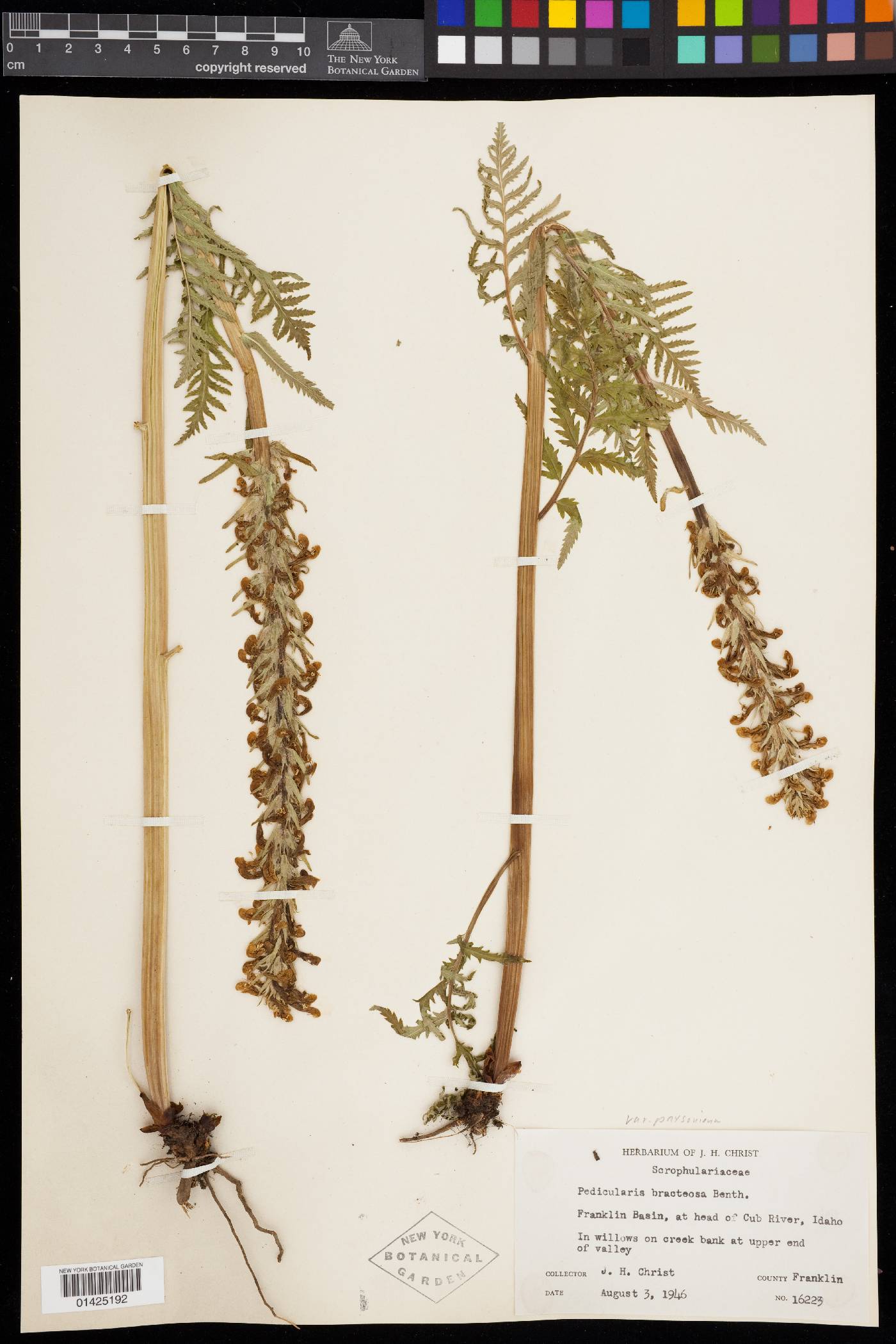 Pedicularis bracteosa var. paysoniana image