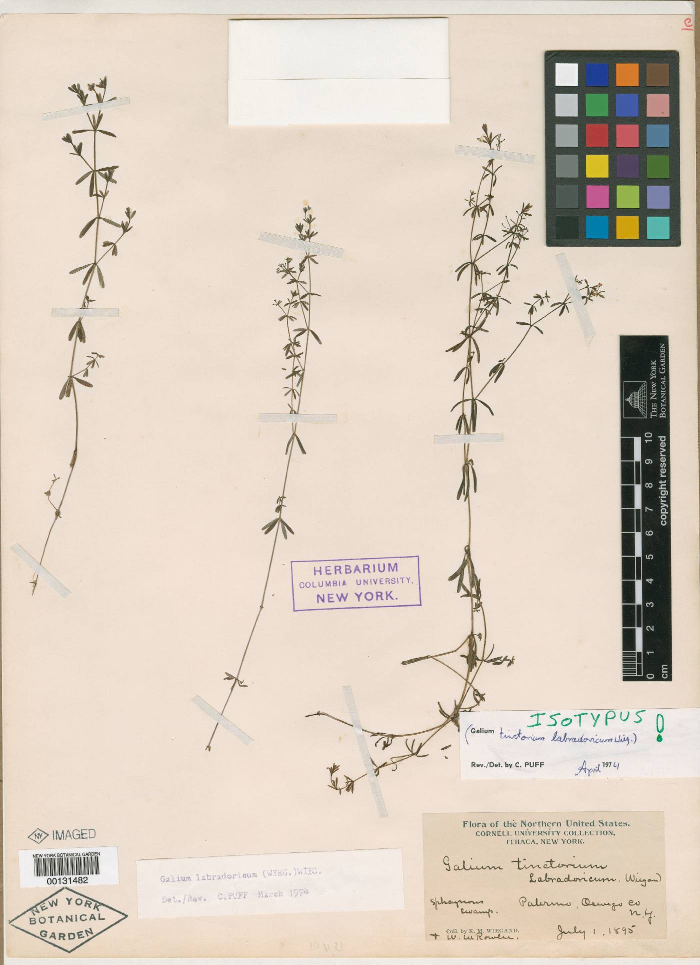 Galium tinctorium var. labradoricum image