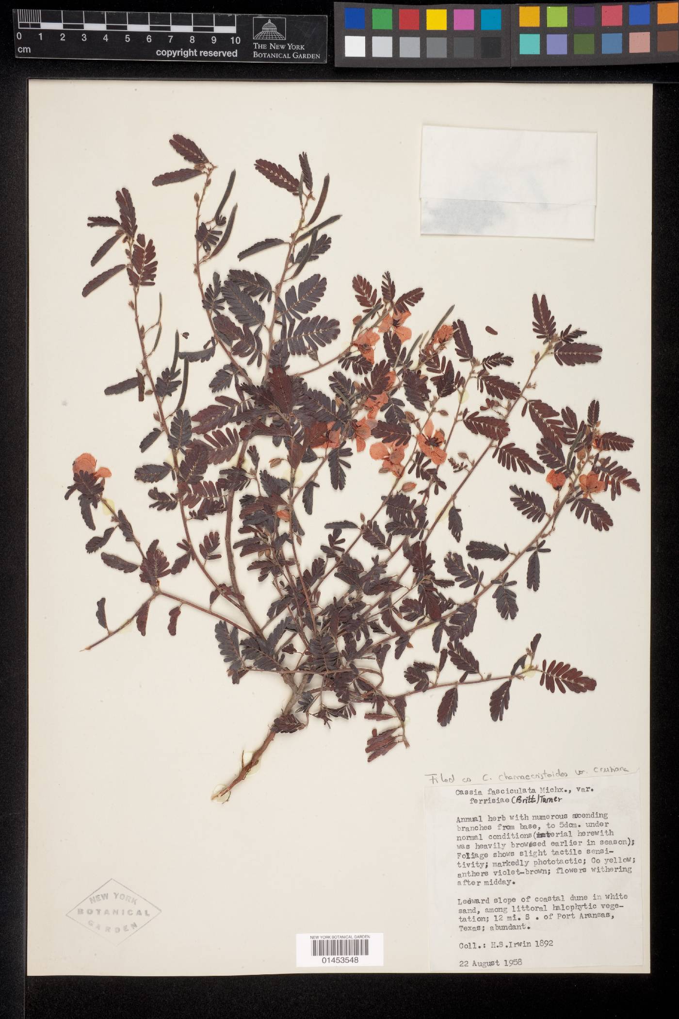 Chamaecrista chamaecristoides image