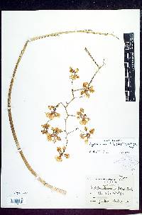 Lophiaris maculata image