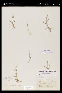 Paspalum distichum image