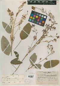 Desmodium canaliculatum image