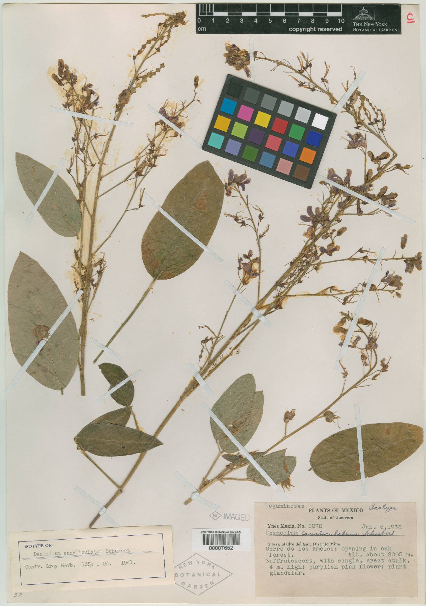 Desmodium canaliculatum image