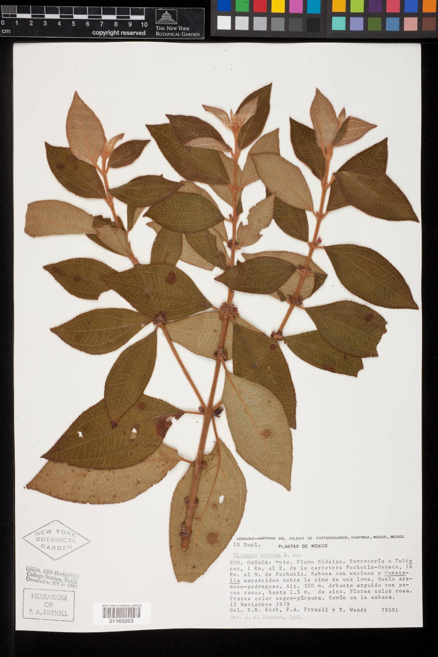 Miconia sericea image