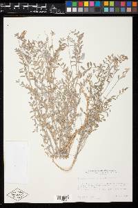 Astragalus piscinus image